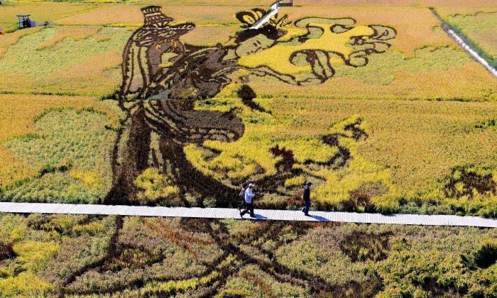 An image of Chinese a heavenly maiden was created using different varieties of rice in a rice paddy field during the harvest season in Shenyang, in China's northeast Liaoning Province on Sept. 20. (STR/AFP/Getty Images)