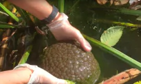 Slimy Asexual Brain-Blobs Spotted Heading West
