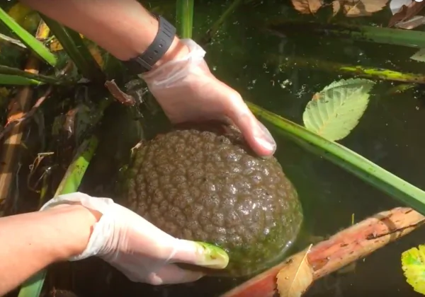 Slimy Asexual Brain-Blobs Spotted Heading West