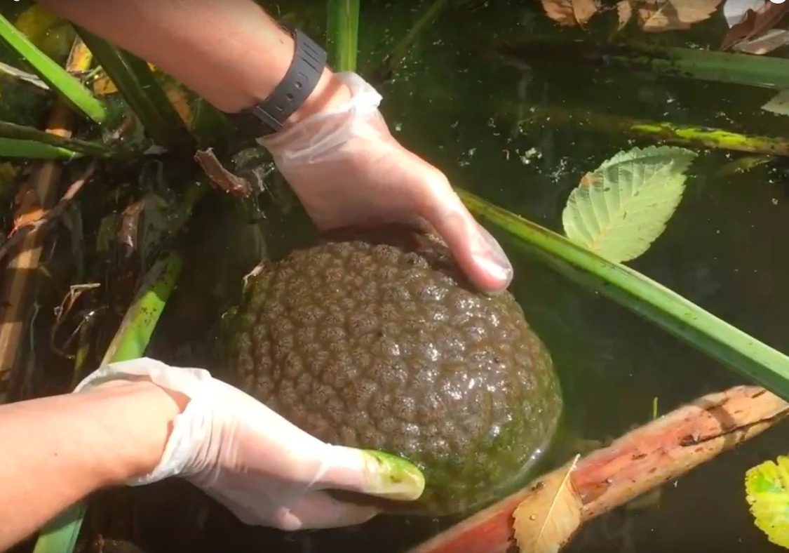 A Bryozoan clump in Stanley Park lagoon Vancouver is picked out of the water  (Vancouver Courier/Youtube)