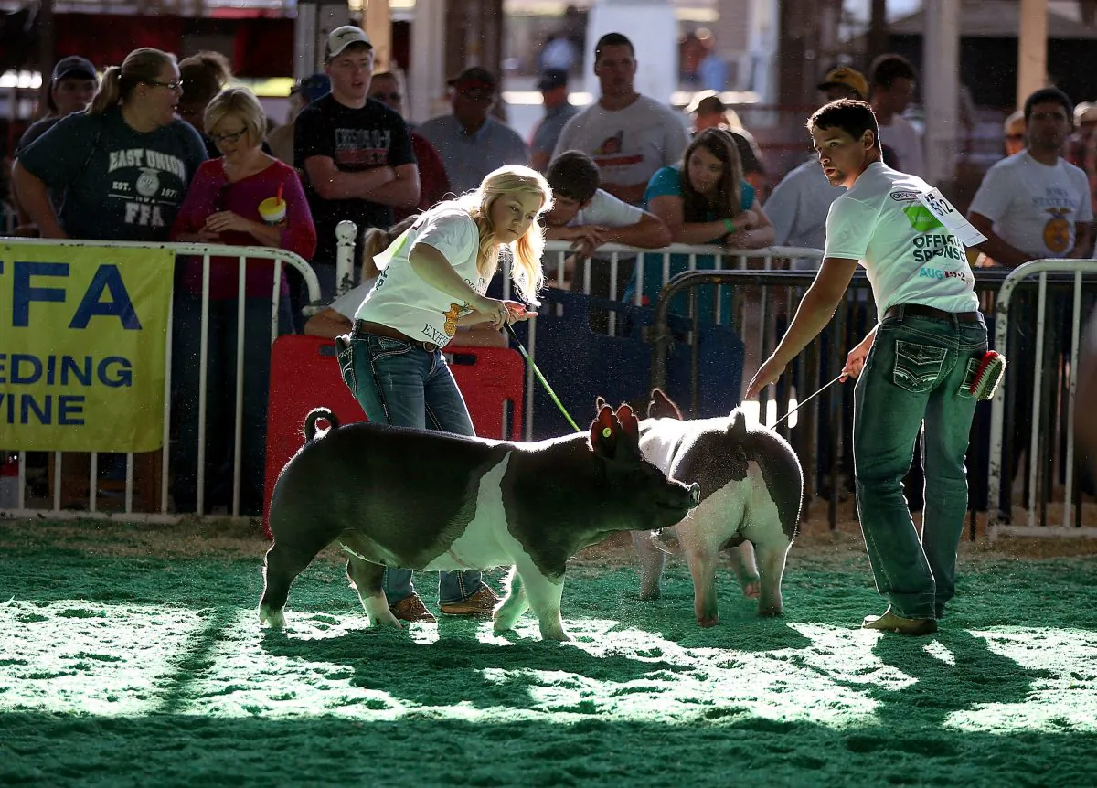 Pigs during the Iowa State Fair on Aug. 13, 2015, in Des Moines, Iowa. (Justin Sullivan/Getty Images)