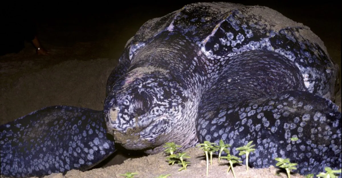 A leatherback turtle is seen in this undated handout photo from the Marine Conservation Society. (Photo by Peter Richardson via Getty Images)