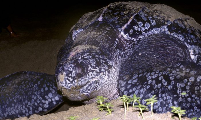 A leatherback turtle in this undated handout photo from the Marine Conservation Society. (Peter Richardson via Getty Images)