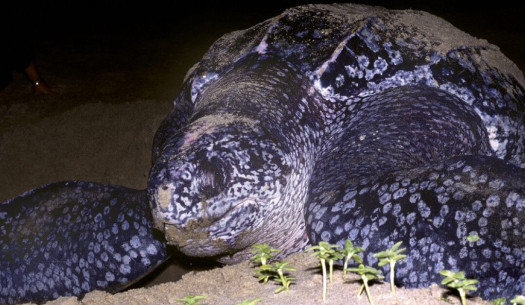 ‘Ridiculously Cruel’ Locals Ride Giant Turtle in Shocking Video | The ...