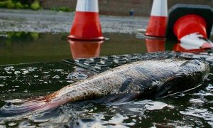 Mexico Experiences Raining Fish After Recent Series of Earthquakes