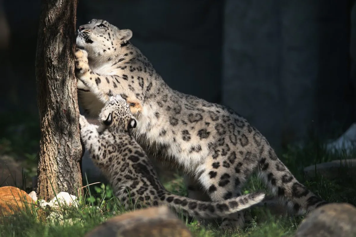 Cub plays with his mother at Brookfield Zoo, Illinois. (Scott Olson/Getty Images)