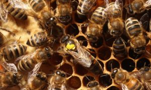 The Health Benefits of Bee Pollen and Royal Jelly