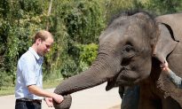 Victory for Prince William as the UK Announces Ban on Ivory Trade