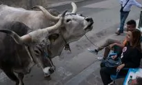 Man Dies During Bullfight in Colombia: Reports