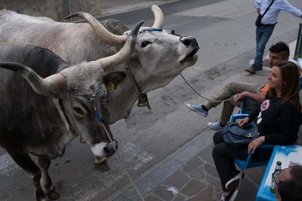 Bulls at Rotonda. (Courtesy of Katie Parla)