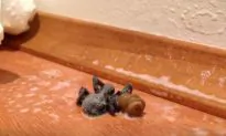 What Happens To This Seemingly Normal Spider Is Bizarre