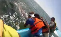 Video: Whale Lifts Calf From the Water