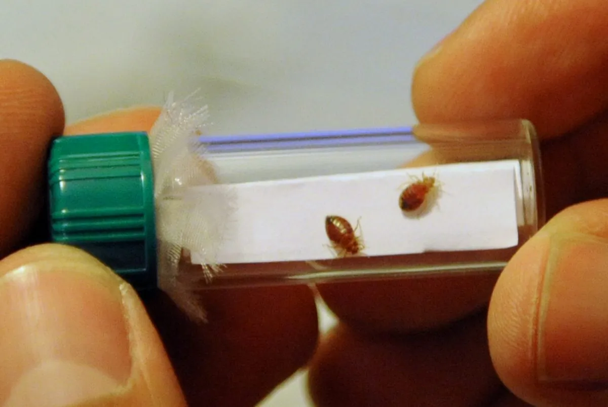 Oscar Rincon, a bedbug exterminator, holds up a glass vial containing live bedbugs used to train dogs, in New York, on July 26, 2010. (Stan Honda/AFP/Getty Images)
