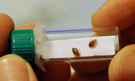 Musings on the Bedbugs of Paris