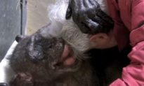 Dying Chimpanzee Recognizes Professor Friend Before Smiling and Embracing Him