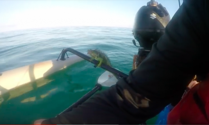 Captured on Video Man Rescues Iguana Swimming in Ocean