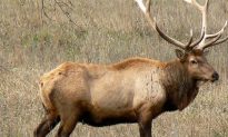 14-Year-Old Missouri Girl Shoots and Kills Elk, Thought It Was a Deer