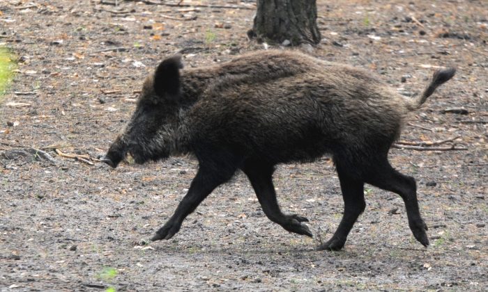 File photo of a wild boar. (Viktor Drachev/AFP/Getty Images)