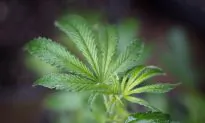 Legalization of Cannabis Drags Chinese Nationals Into Crime