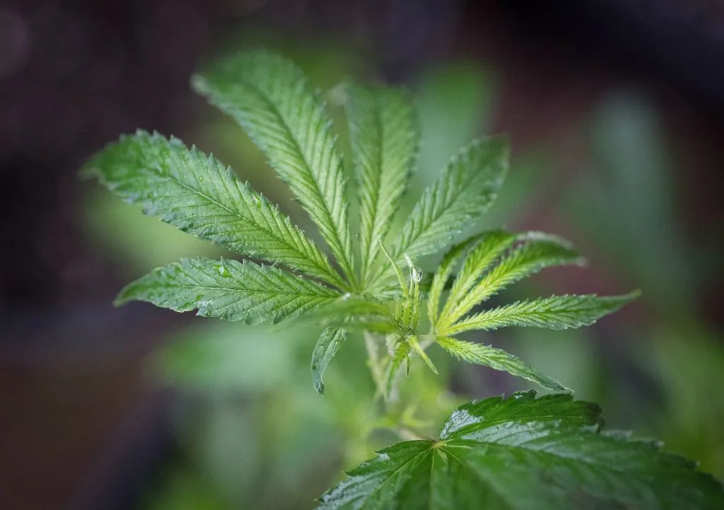 A marijuana plant is seen in a greenhouse in Mendocino County, California on April 19, 2017. (Josh Edelson/AFP/Getty Images)