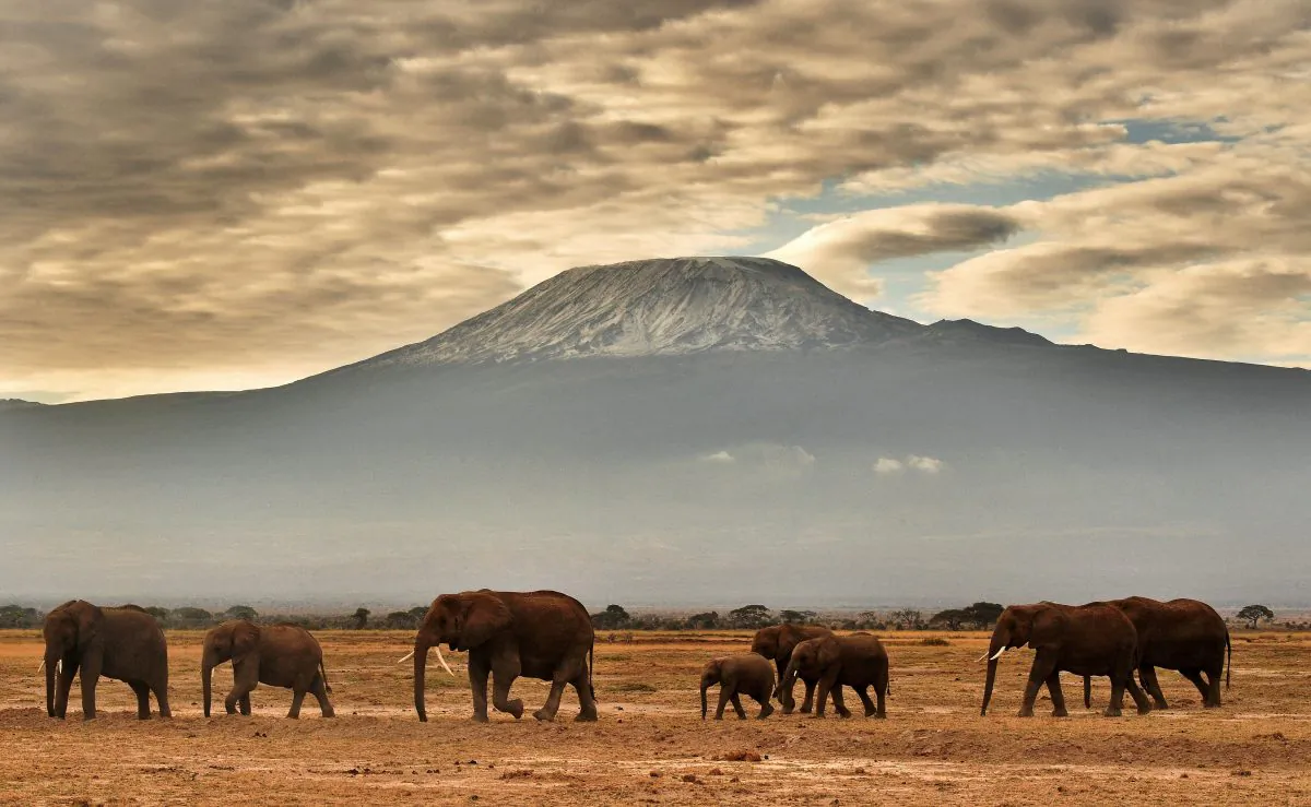 A herd of elephants walk in front of Mount Kilimanjaro in Amboseli National Park, Kenya, on November 3, 2016. (CARL DE SOUZA/AFP/Getty Images)