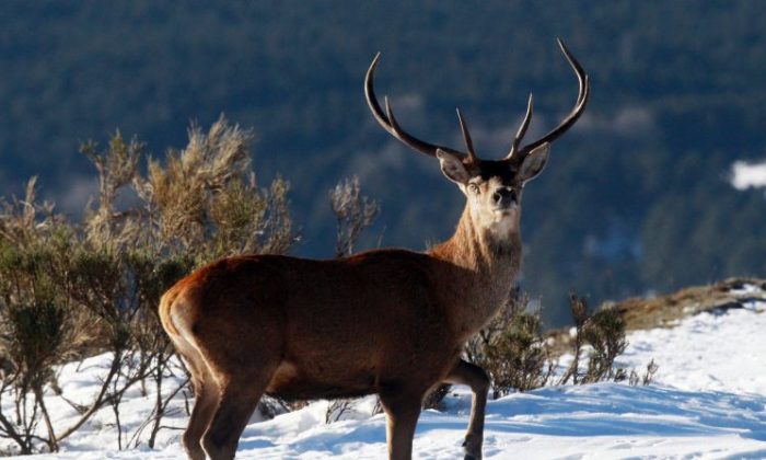 Deer season for gun-hunters opened on Nov. 18 in Wisconsin. (Raymond Roig/AFP/Getty Images)