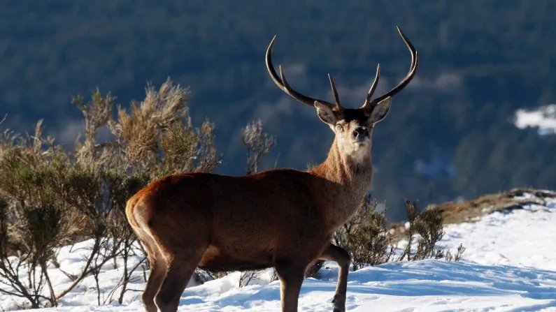 Deer season for gun-hunters opened on Nov. 18 in Wisconsin. (Raymond Roig/AFP/Getty Images)