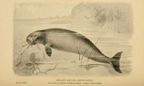 Skeleton of Long-Vanished Sea Cow Discovered on Remote Island