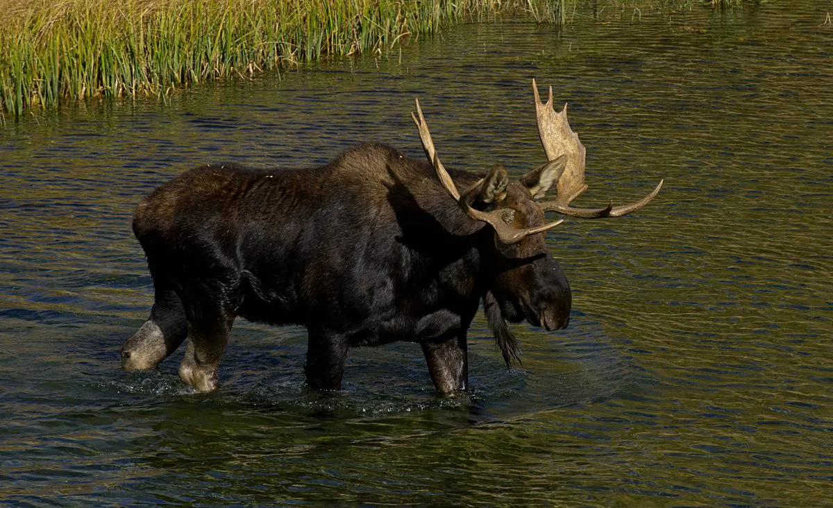 A moose saunters across the Snake River Oct. 4, 2012, in the Grand Teton National Park in Wyoming. (KAREN BLEIER/AFP/GettyImages)