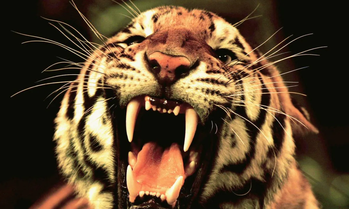 A circus tiger roars during a rehearsal. (China Photos/Getty Images)