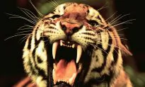 China’s Family-Run Circuses, Tiger Farmers Jobless Due to New Regulations