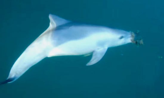 Study: Dolphin Males Present Gifts to Females in Hopes of Impressing Them