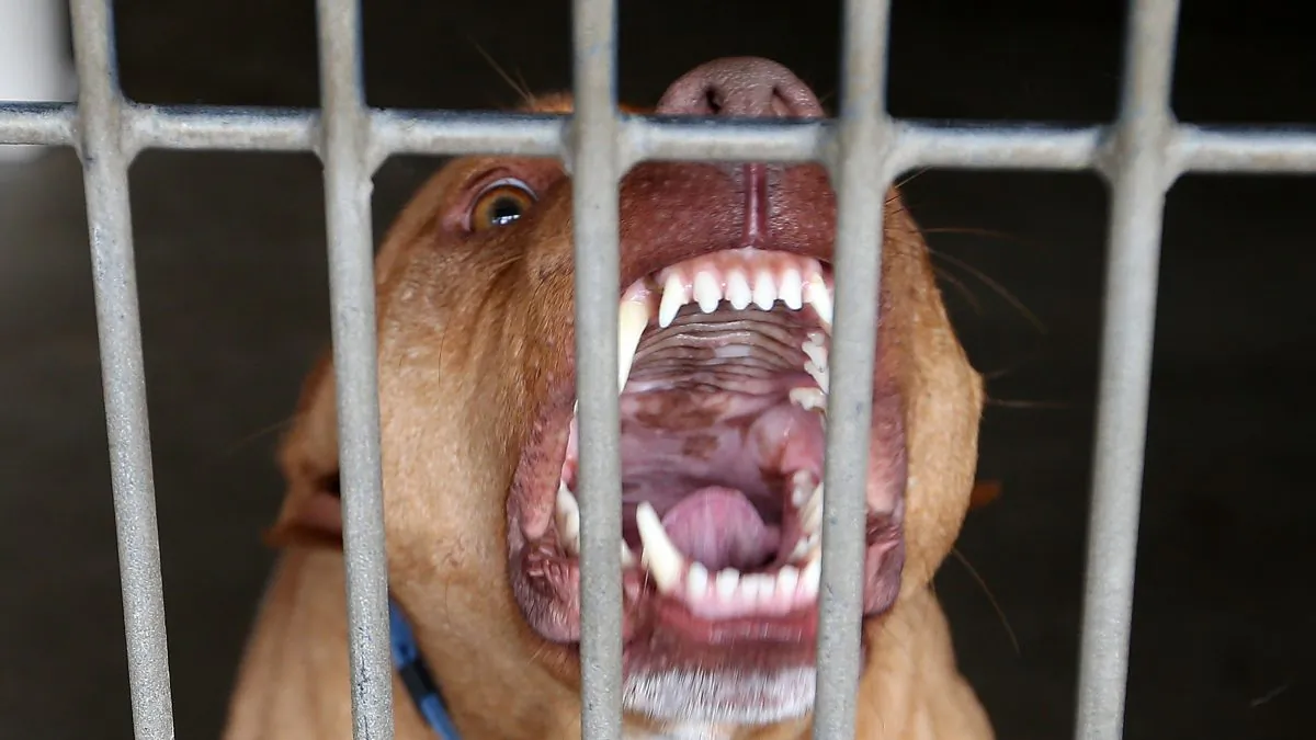 File photo of a pit bull. (Fiona Goodall/Getty Images)
