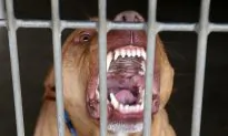 Father Speaks Out After 3 Pit bulls Maul His 9-Year-Old Daughter to Death