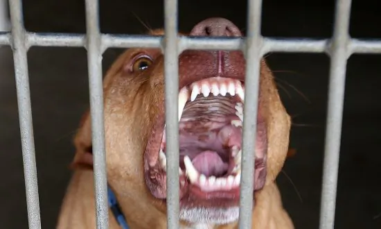 Father Speaks Out After 3 Pit bulls Maul His 9-Year-Old Daughter to Death