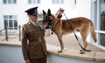 Two Hero Army Dogs to Be Put Down Because They Can’t Be Re-Homed