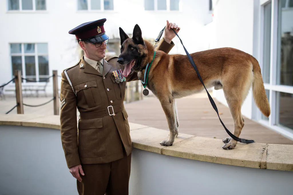 Mali, a Belgian Malinois British Military Working Dog, received the prestigious Dickin Medal in November 2017, after his role in military operations in Afghanistan. Two retired military dogs who were also on duty in Afghanistan reportedly face being put down next week. (Jack Taylor/Getty Images)
