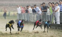 British Greyhounds Exported to China, Turned to Meat