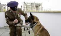 Two Retired Army Dogs Saved From Lethal Injections