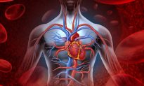 New Study Links Phthalates to Cardiovascular Disease