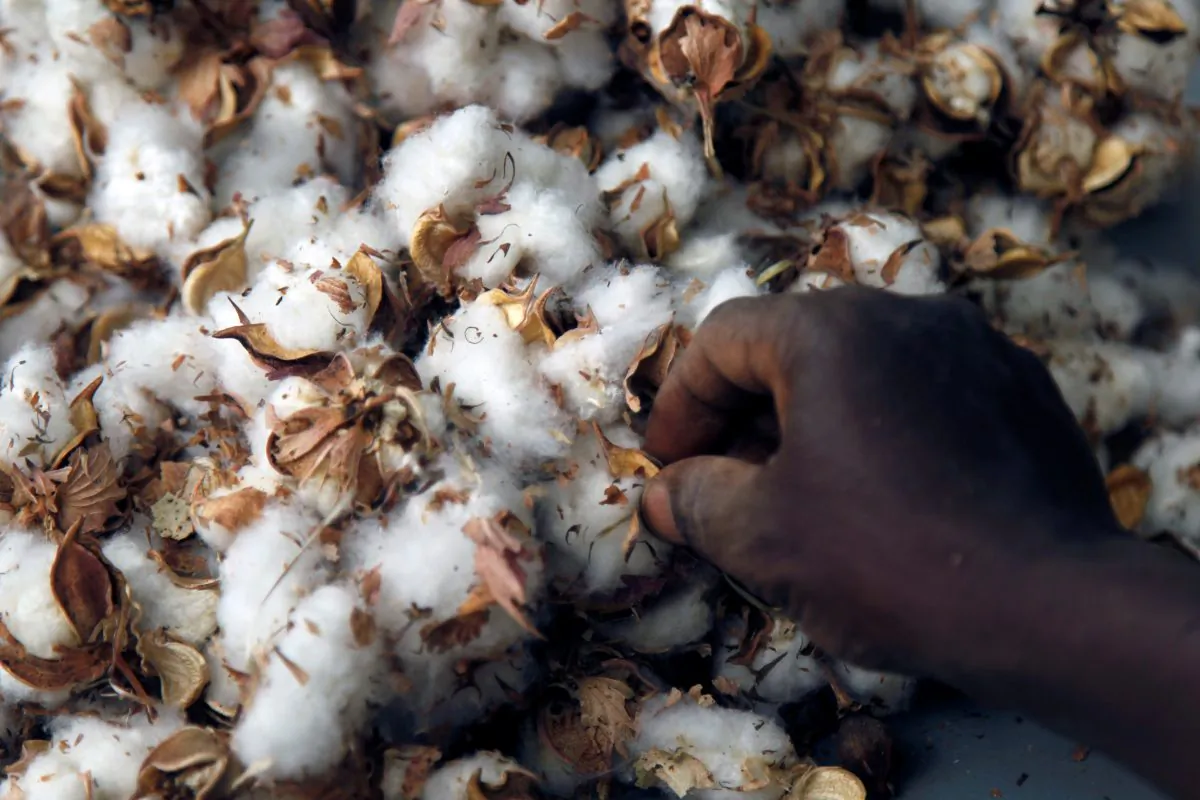 A worker selects cotton in Bobo-Dioulasso, Burkina Faso March 7, 2017. Picture taken March 7, 2017. (Reuters/Luc Gnago)