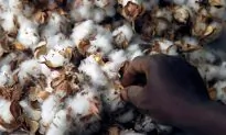 Special Report: How Monsanto’s GM Cotton Sowed Trouble in Africa