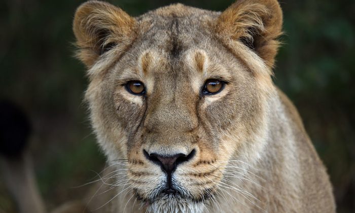 Zoo Kills Healthy Lion Cubs Because They Became ‘Surplus’ Animals | The ...