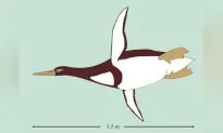 Waddling Into History: Huge Ancient Penguin Inhabited New Zealand