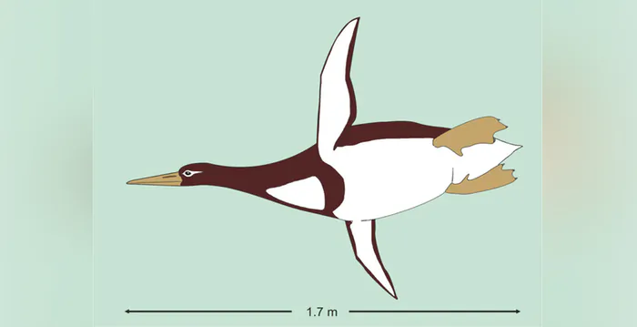 Kumimanu biceae, an ancient penguin, which lived 55 to 60 million years ago, weighing 225 pounds and measuring nearly 6 feet is pictured in this handout artist's reconstruction. (G. Mayr/Senckenberg Research Institute/Handout via REUTERS)