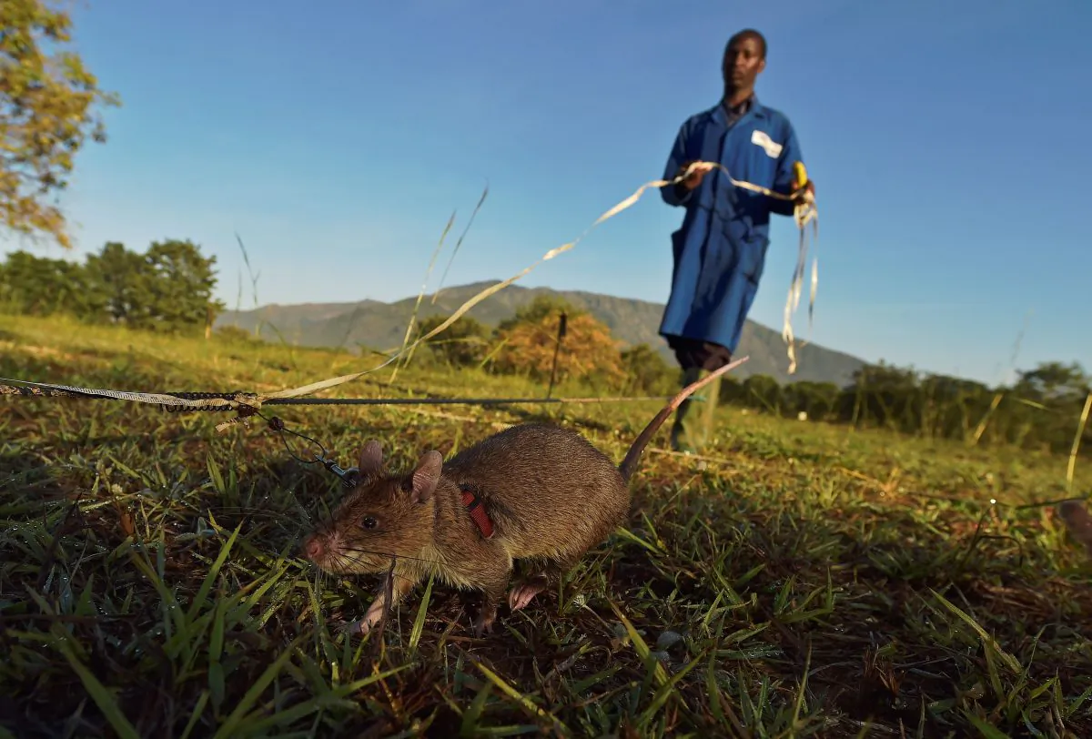 An African giant pouched rat sniffs for traces of landmine explosives at APOPO's training facility in Morogoro on June 17, 2016. 
APOPO trains the rats to detect both tuberculosis and landmines at its facility. (CARL DE SOUZA/AFP/Getty Images)
