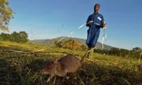 Rats: Not Quite as Bad as You Thought