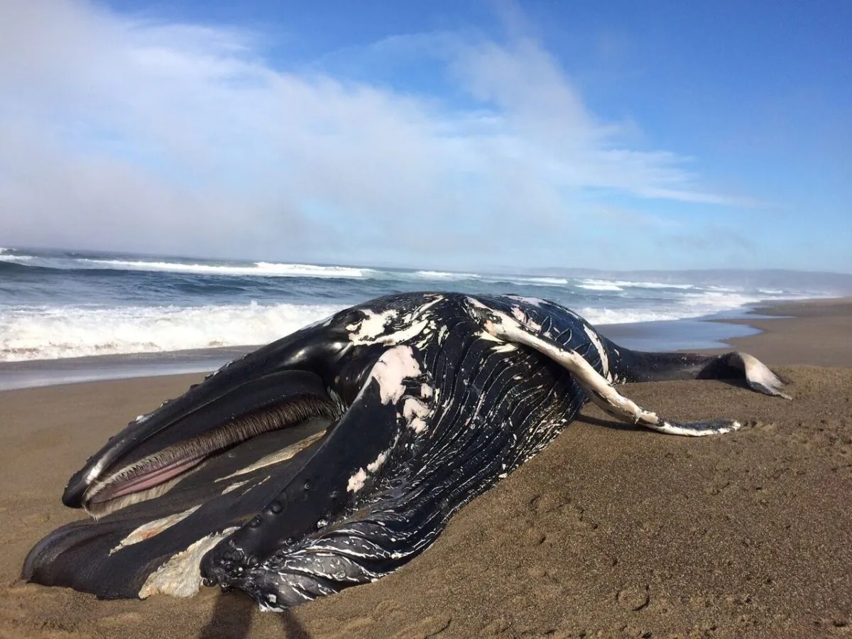 A stranded 30-foot juvenile male humpback whale at North Beach in Point Reyes National Seashore on Dec. 26, 2017. (The Marine Mammal Center)