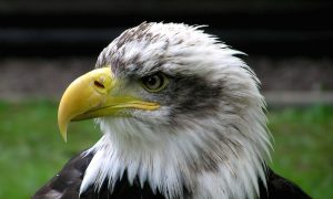 Police Officer Saves Injured Bald Eagle on Christmas Eve