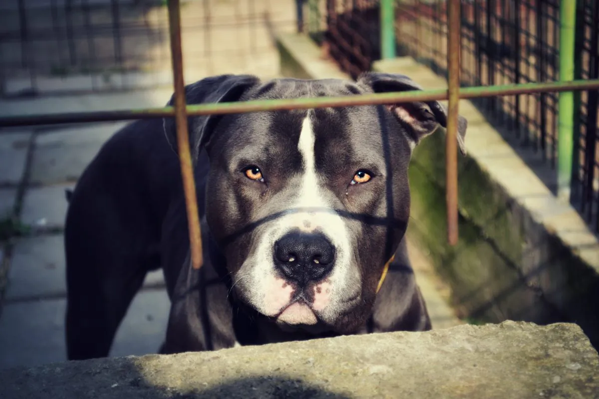 A stock photo shows a pit bull. (Stock photo of pit bull / CC0)